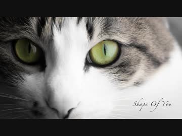 『Shape of You』をアレンジして歌ってみました