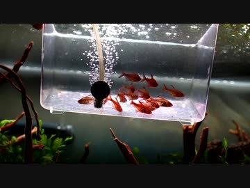 レッドファントム・ルブラ導入【70cm水槽#2】