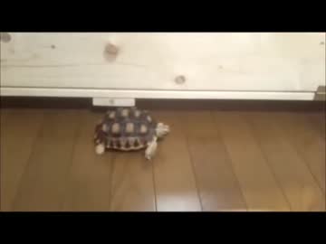 ケヅメリクガメ｡ある日の沙原さん⑫ 無限ループごっこ。
