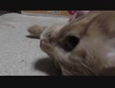 【Jean & Pont 1072】譲渡会お疲れ祭りみんなあそぼう！！