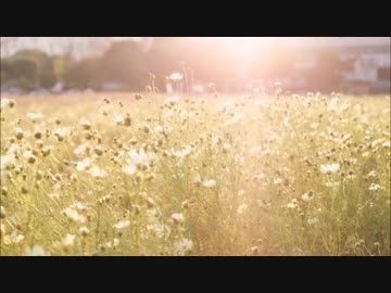想像の君を歌ってみました☆【陽桜里】