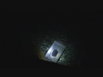 自作集魚灯で魚寄せて掬おうＺＥ！