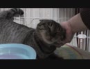【Jean & Pont 1073】maoiママはあんずちゃんの心を開いた？
