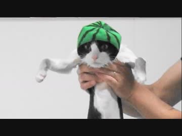 スイカを収穫したら猫がついてきた