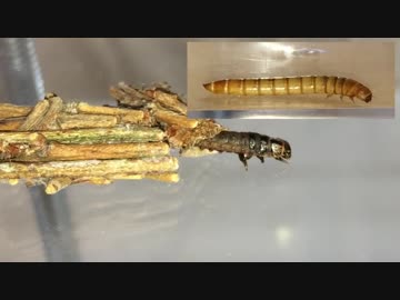 蟻戦争Ⅱ＃23 ミノムシの中身がミルワームとそっくりすぎる件＆アリの異常な行動！編