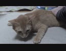 【Jean & Pont 1074】チャコちゃんが発情期？子供だと思ってたのに