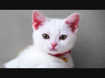 【ねこは】白子猫を眺めるだけ～（１０分弱耐久）【います】
