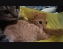 一緒の袋でラブラブ兄弟猫