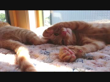 保護ねこ成長記録（12）保護67日目
