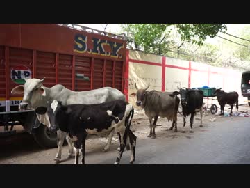 【インド旅行記・India Travel】デリー(ニューデリー)で付近の裏路地とかを初散歩【Delhi・New Delhi】