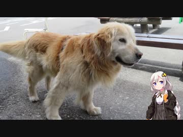 【渋峠】紲星あかり to ツーリング！ Part7【志賀草津高原ルート】