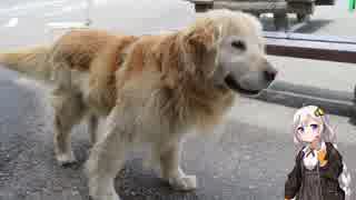 【渋峠】紲星あかり to ツーリング！ Part7【志賀草津高原ルート】