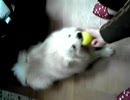 眠いのにボールを離さない