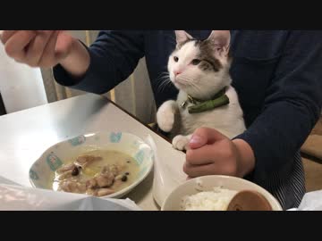 猫からの攻撃をかわしつつごはんを食べる娘