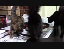 こんしゅうのおやつ【蒼民家の猫々】