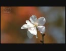 中井川正男 冬桜と紅葉