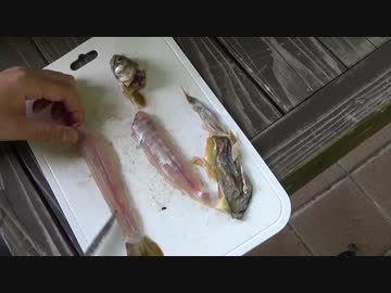 【閲覧注意？】渓流で釣った魚をグチャグチャにした結果…。【なめろう】