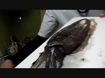 クロダイのダンゴ釣り？いいえエギングです！【もっち釣動組合♪♯２３】