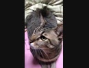 ばぁちゃんの腹上に鎮座するぼん。