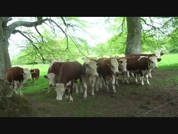 Moooove Over Neiiiiigh Chance