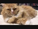 【マンチカンズ】わがままニャンコのモコたん