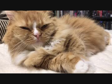 【マンチカンズ】わがままニャンコのモコたん