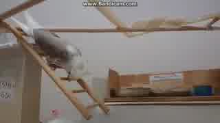 【オカメインコ】２羽のハシゴ降り方の違い(*´艸`*)　