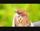 スズメの幼鳥