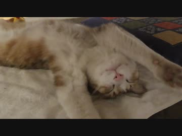 バンザイ猫アイちゃんの真骨頂