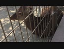 【涙の故郷】MKRと夢の動物園