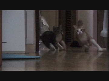 子猫の追いかけっこをスローでみてみたら必死の形相だった