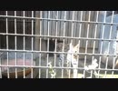 20180522 羽村市動物公園 サーバル(タカ)の威嚇「シャーー！」