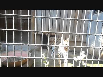 20180522 羽村市動物公園 サーバル(タカ)の威嚇「シャーー！」