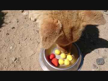 メイリオ3歳の誕生日