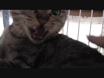 【Jean &amp; Pont 1081】あんずちゃんのえこひいきがわかりやすい