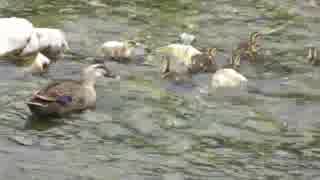 野鳥シリーズ　ほほえましいカルガモ親子の川下り････鮎川