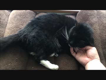 【こげつく】おにぎりの抜歯手術