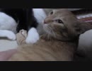 【Jean & Pont 1082】保護猫一時預かりの猫たちが仲良くなってる