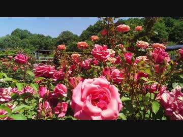 カッパのFF11生活717　ローテ王妃の遺言／龍王の眠る場所　【実況】