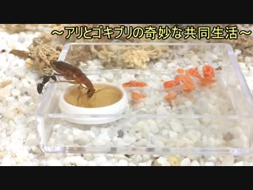 蟻戦争Ⅱ＃25 アリとゴキブリの奇妙な共同生活！＆クワガタアリに鮭フレークあげてみた編