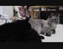 【Jean & Pont 1084】やっぱり保護猫の先輩ジャン＆ポンの風格だね