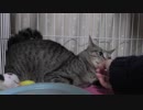 【Jean & Pont 1085】あんずちゃんのナデナデを集中的に行います