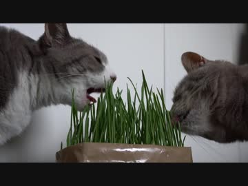 【モアクリ】 猫草生えるwwwww