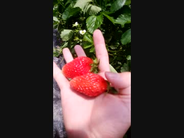 本気農業　「いちご」つくって400万稼ぐ　その9.9　特別篇（終）　実況動画