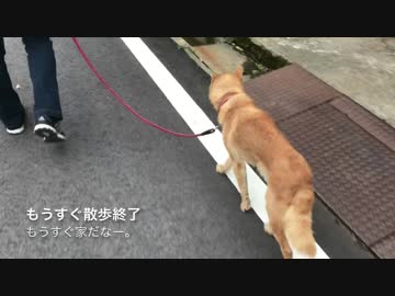 犬に散歩終了と見せかけて実はまた散歩行くというドッキリしかけてみた。