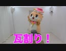 カワウソちぃたん☆瓦割りするよ！！