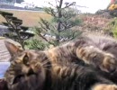 青い車の上でくつろぐねこ