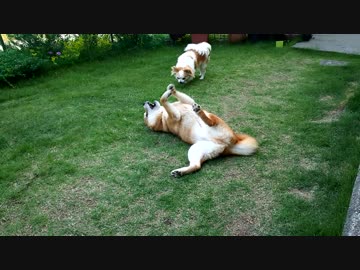 うちの、不思議な踊りを見せてくれる柴犬くん