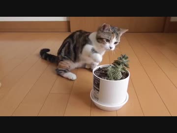 子猫vs多肉植物（たまにEXILE?)