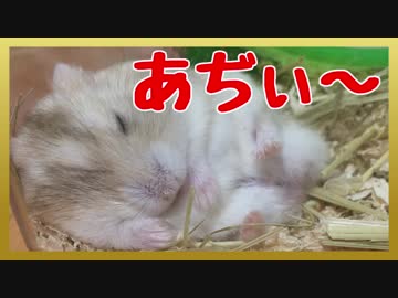 【ハムスター】ふとっちょプリンの日常【プディング】